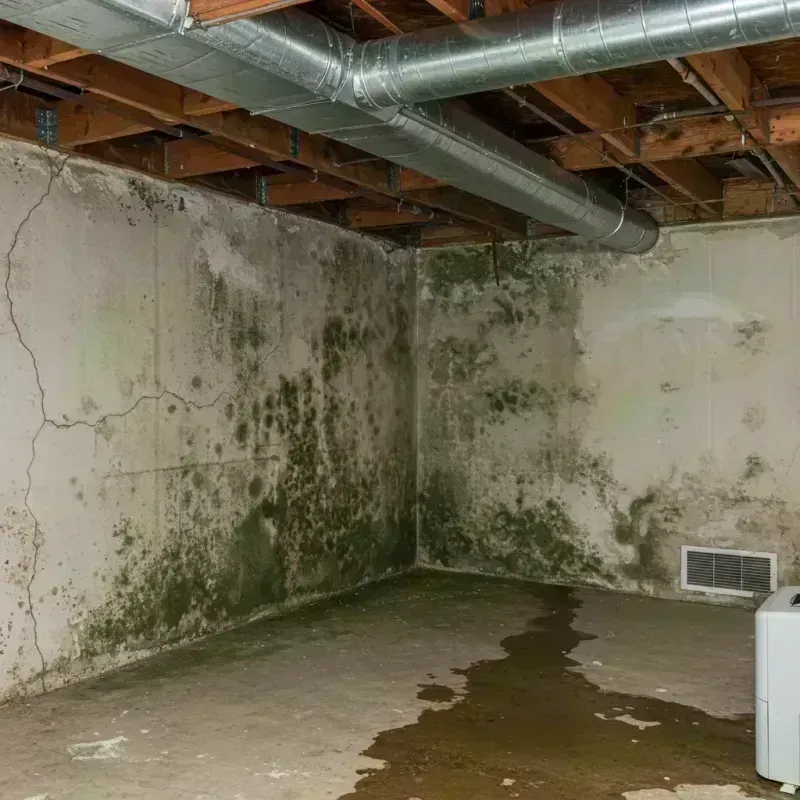 Professional Mold Removal in Elbert County, CO